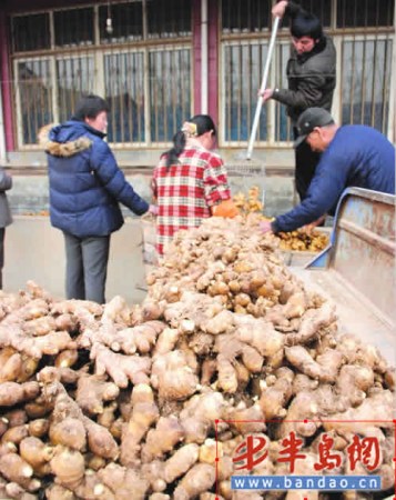 青島姜批發(fā)價每公斤7元產(chǎn)地保鮮窖十庫九空