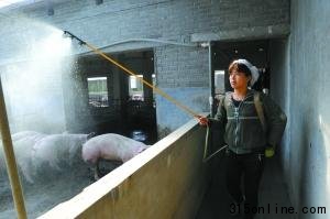 國務院派員督察瘦肉精 河南沁陽清查被指走過場