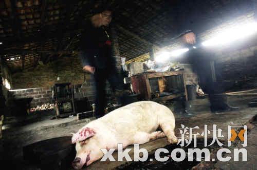 團伙日產數千斤病死豬肉疑用劇毒農藥處理臭肉