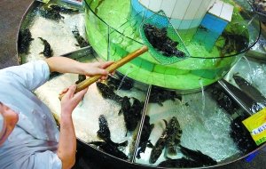 郭林飯店被爆死魚替活魚掉包計成飯館潛規則