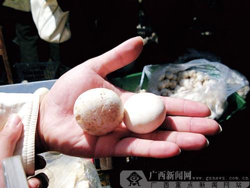 資料圖片:白蘑菇與普通蘑菇對比。廣西新聞網記者 雷倩倩 攝 資料圖片:白蘑菇與普通蘑菇對比。廣西新聞網記者 雷倩倩 攝
