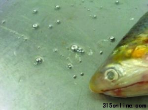 刀魚頭部附近有幾粒銀色的球狀液體圖片源自網絡