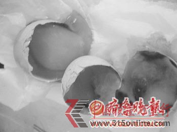吳女士剛買回家的雞蛋里有2個(gè)已經(jīng)壞了。 記者 鞠平 攝 吳女士剛買回家的雞蛋里有2個(gè)已經(jīng)壞了。 記者 鞠平 攝