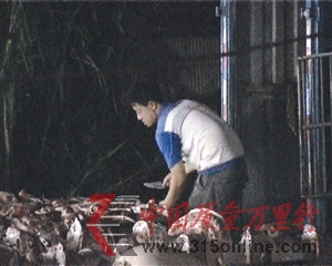 私宰點工人正在忙著宰殺生豬。 私宰點工人正在忙著宰殺生豬。