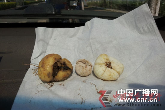 從左到右依次為:剛挖出土的浙貝母、石灰加工的浙貝母和硫磺熏蒸的浙貝母,明顯可以看出硫磺熏蒸過的浙貝母品相好。