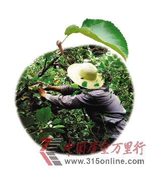 在招遠S304省道邊的一片蘋果園里,果農正在給蘋果套藥袋。 新華社發 在招遠S304省道邊的一片蘋果園里,果農正在給蘋果套藥袋。 新華社發