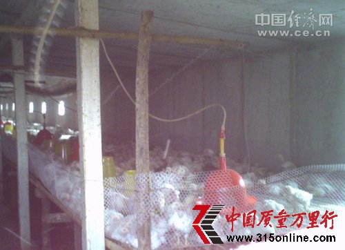 粟海集團供KFC原料雞45天速成 不等發病即被屠宰