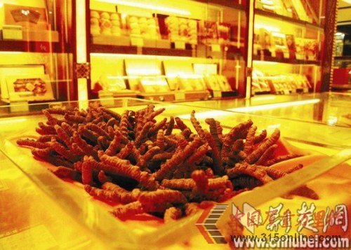 食品專家稱食用假冬蟲夏草等于慢性自殺