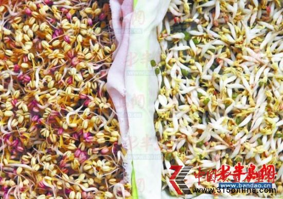 左側為自然生長的豆芽,顏色發紅,賣相差;右側噴過生長劑的豆芽,又粗又白,沒有根。 左側為自然生長的豆芽,顏色發紅,賣相差;右側噴過生長劑的豆芽,又粗又白,沒有根。